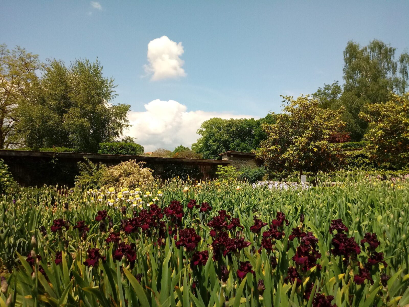 Iris-Blume Vuillerens Schlossgarten