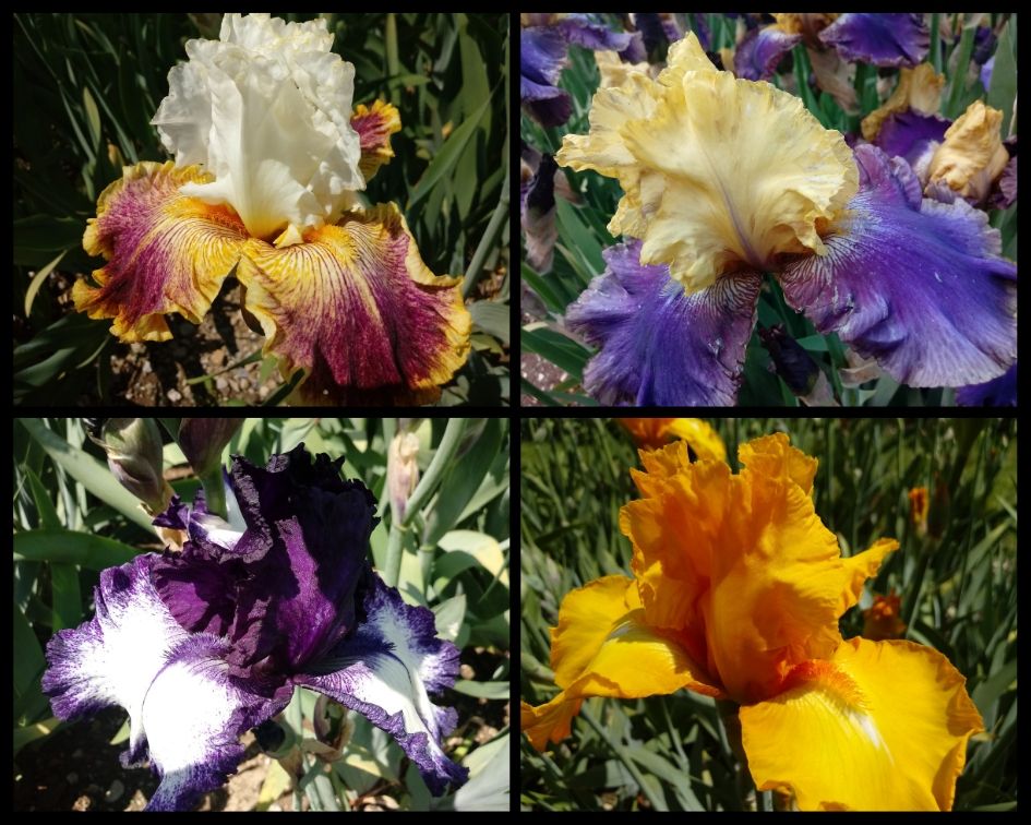 Iris-Blume Vuillerens Schlossgarten