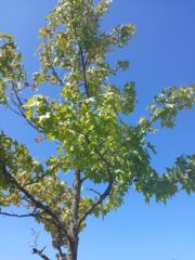 The Quiet of Late August Evenings